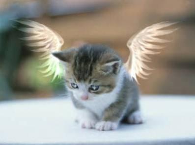 mignon